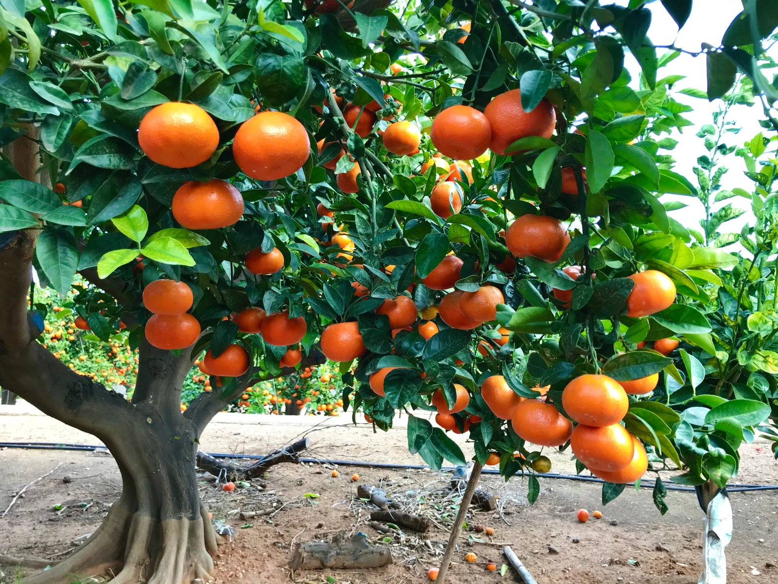 Árbol Tangold con fruto de alto calibre