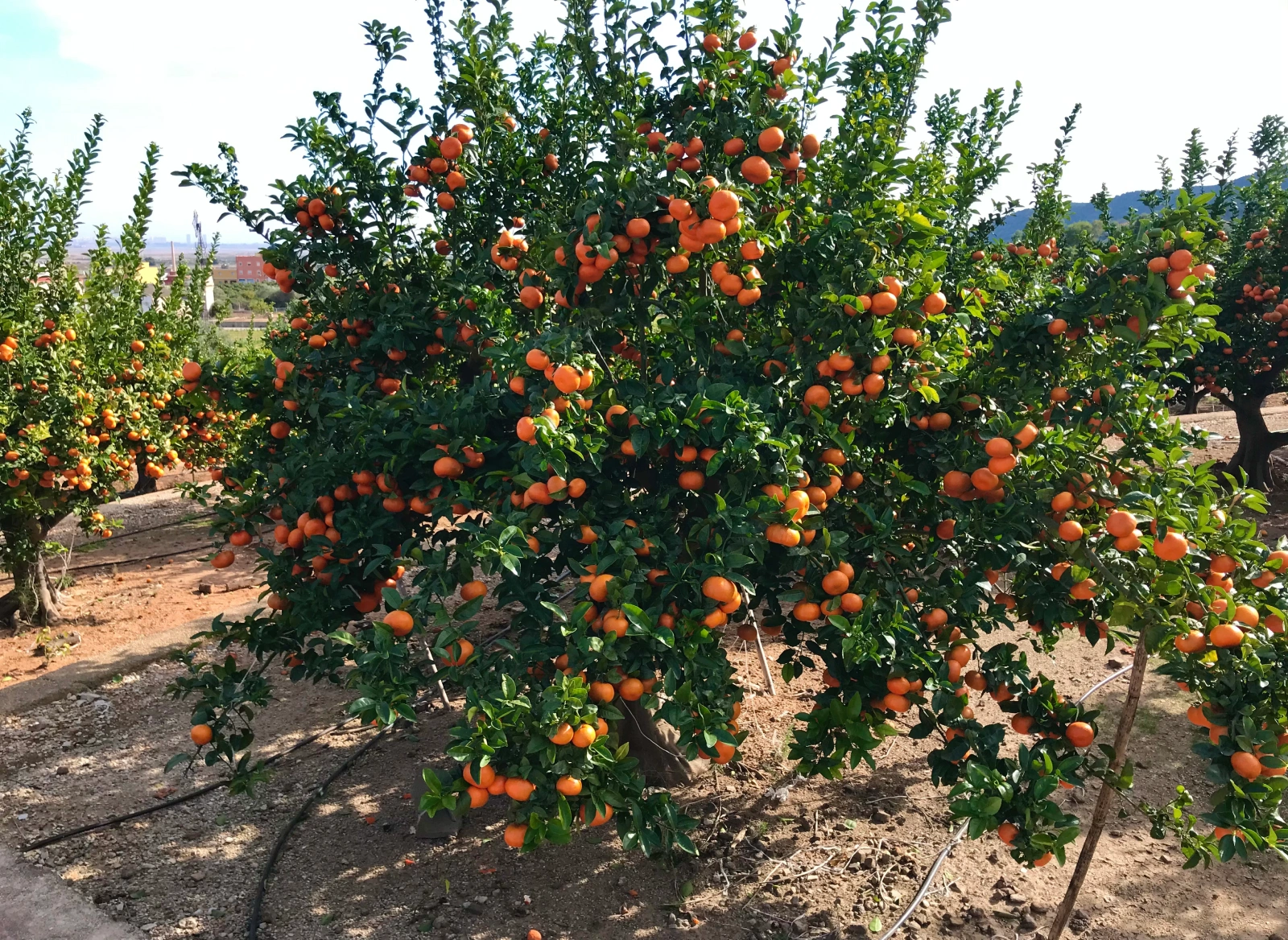 Detalle del fruto Tangold