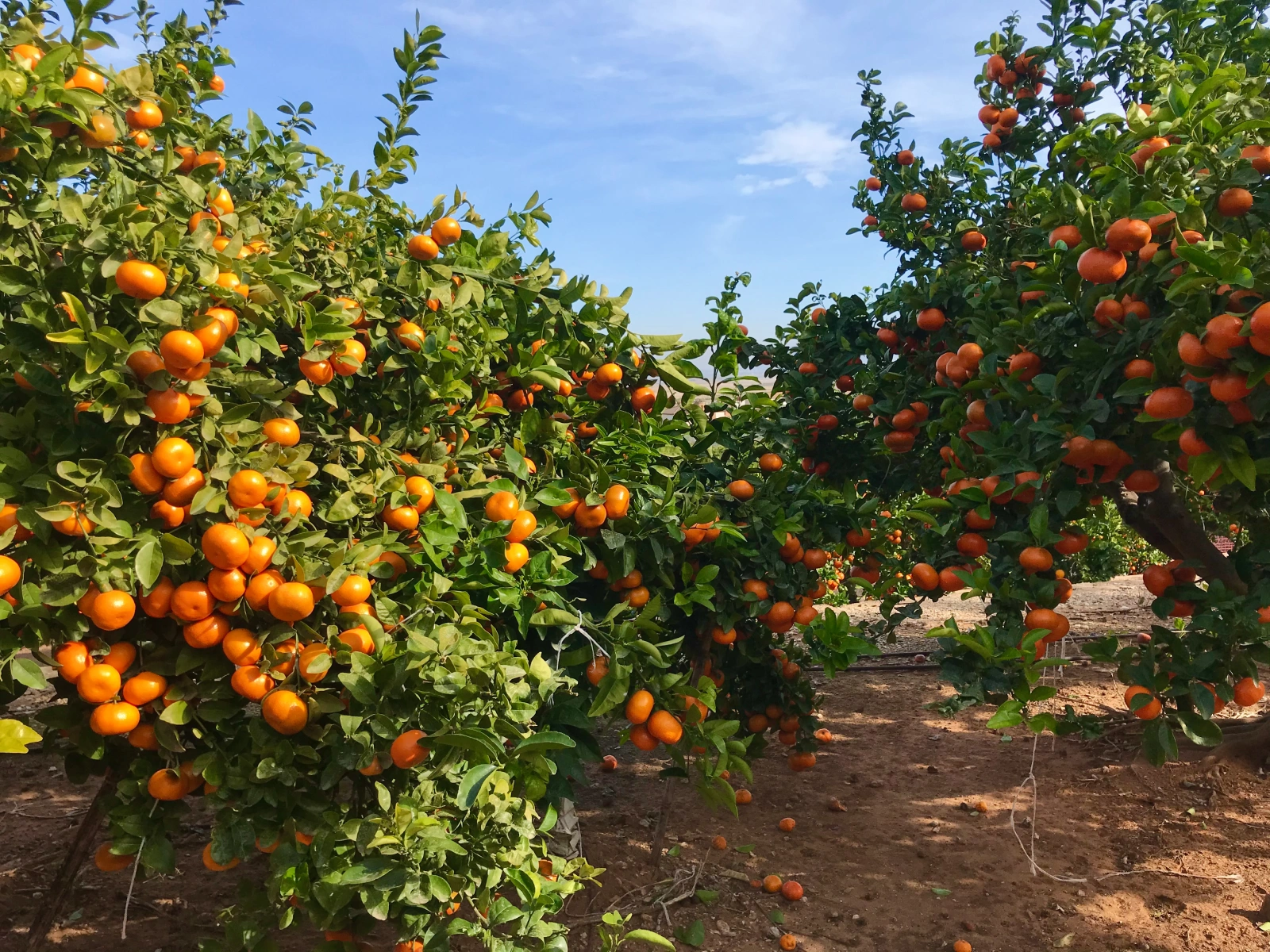 Parcelas abancaladas