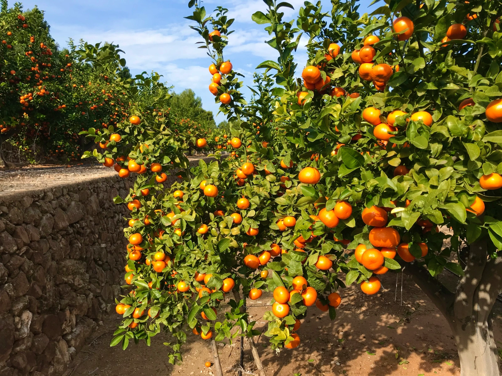 Vista general del huerto con elevada carga