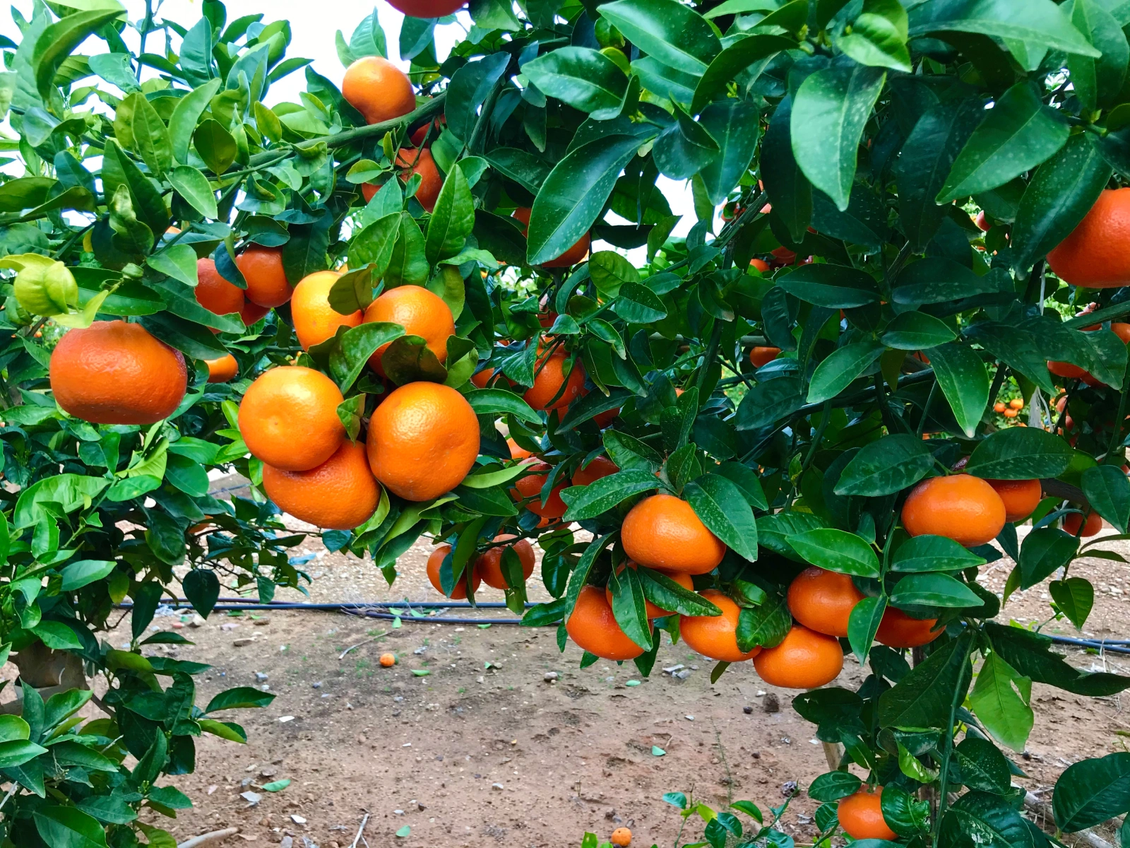 Detalle de árbol y fruto Tangold
